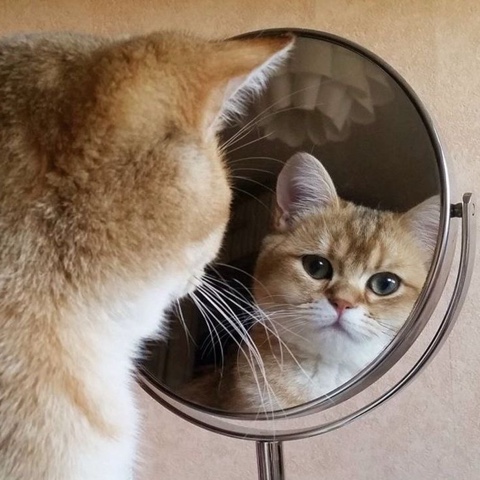 sl.cats в LOOKY. . 
