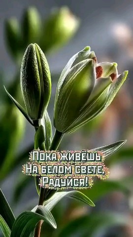 ВОЛК СЕРЫЙ в LOOKY — публикация