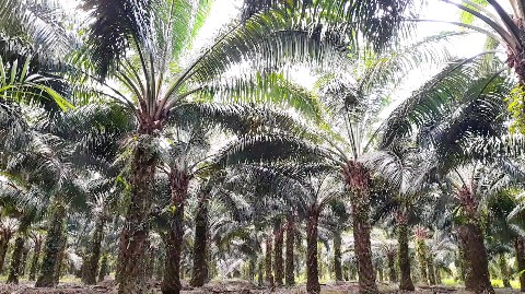 Plantation channel в LOOKY. #plantations,#Indonesia. Oil palm plantations...