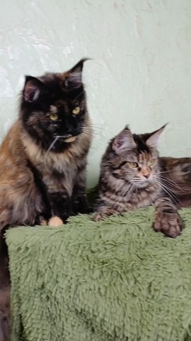 kot72_maine_coon в LOOKY. #kot72_meincoon. ❤️F&N Nostra Stella
...
