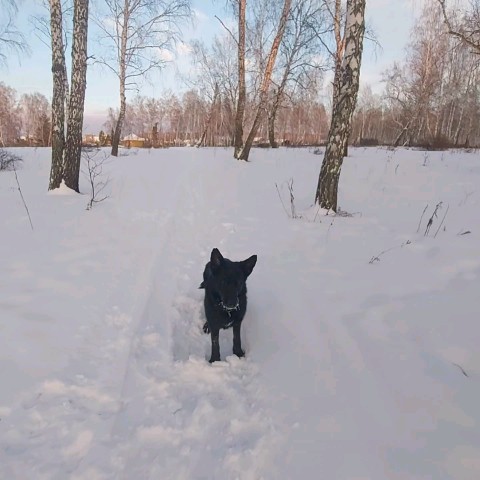 Анна_Крымская в LOOKY. . Моменты прогулки с З...