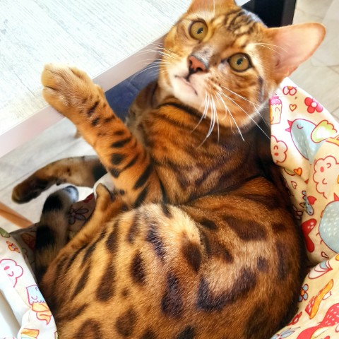 Nastya_liz в LOOKY. #котики. В 6ашей семье появил...