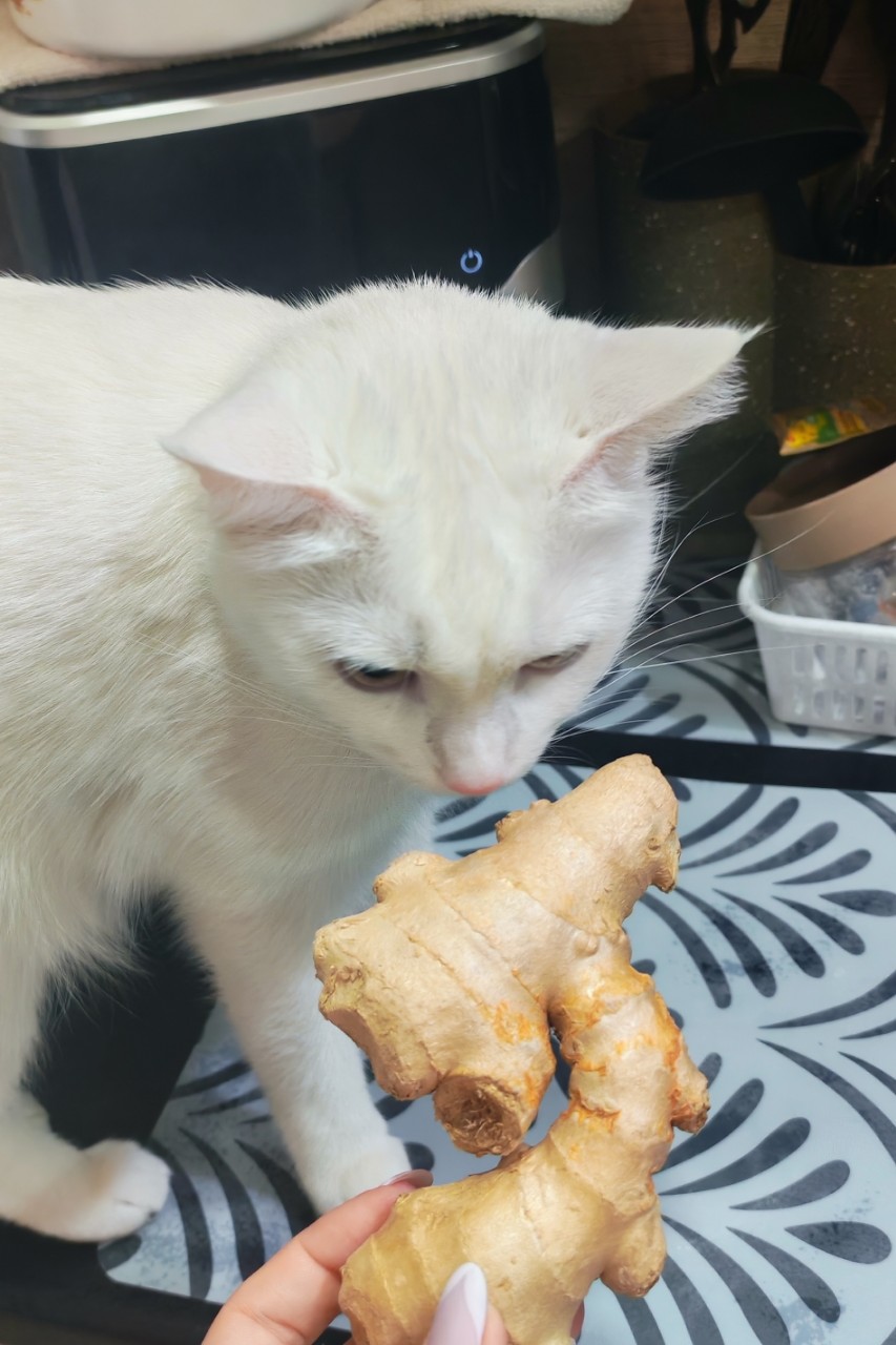 АляскАля в LOOKY — А это что еще за хрен?))) 🐈😸