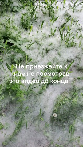 Looky_zluchkamia в LOOKY. #май,#весна,#тополиныйпух,#куданенадоехать,#zluchkamia,#снегвмае,#майскийснег. #май #весна #тополин...