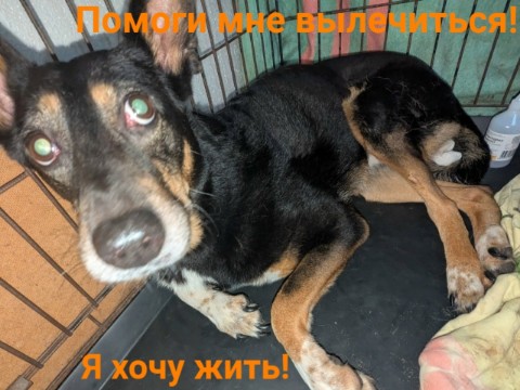 Лена Козлова в LOOKY. . 🆘 СРОЧНО: Пеппе нуж...