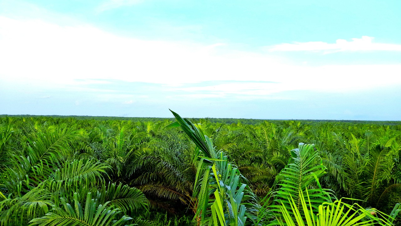 Oil palm plantations in Indonesia