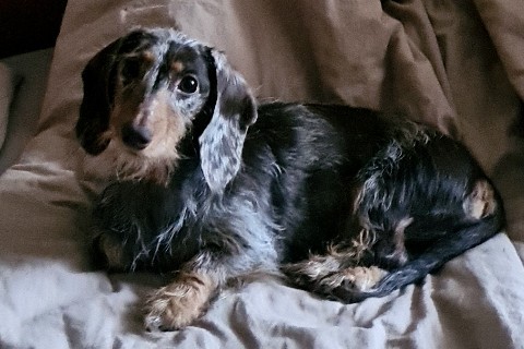 M A-a1909 в LOOKY. #dachshunds,#dach,#dachshund_love,#sausagedog,#cutedog,#sausagedogcentral,#doggo,#sausagedoglove,#dachshundoftheday,#doxieworld,#dog,#жесткошерстнаятакса,#миниатюрнаятакса,#минитакса,#таксажесткошерстная,#таксы. #dachshunds #dach #d...
