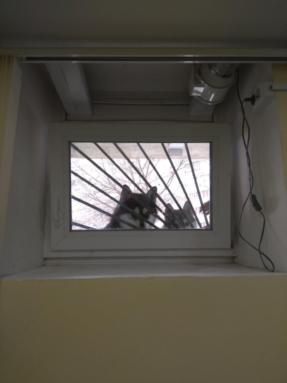 Константин Корзов в LOOKY. #хаски,#стая. Очень интересно 😂 ч...