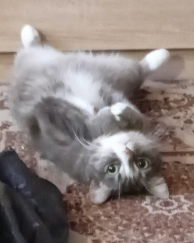 Looky_1706457116070 в LOOKY. #кошка,#милота. #кошка #милота