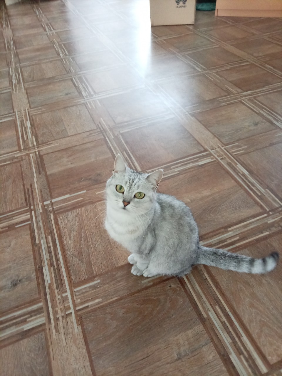  в LOOKY — Мая кошка Кася