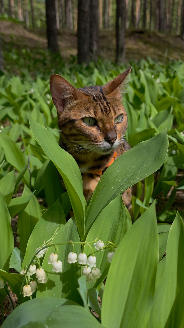 afina_zeus в LOOKY. #цветы,#лес,#природа,#наприроде,#кот,#коты,#бенгальскаякошка,#бенгалы,#видеомомент,#видосики,#рилсы,#looky,#looky_official,#looky_кошки,#looky_контент,#мыизкотограма,#хвостатый_друг. С началом новой неде...