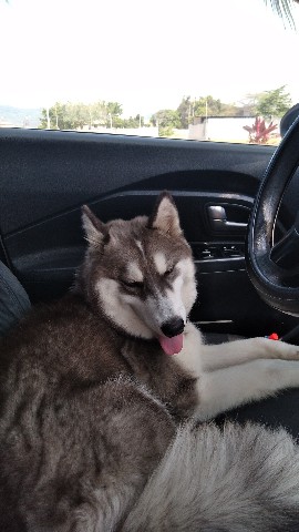 emimi в LOOKY. . ♡ [#pet](pet) [#dog]...