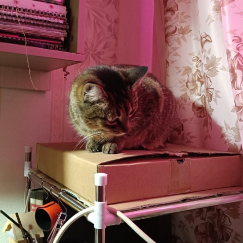 oliny_buketiki в LOOKY. . Буська присмотрела д...