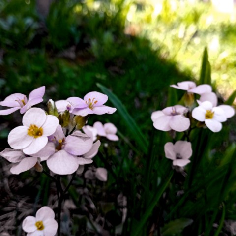 volkov в LOOKY. #цветы,#flowers. #цветы #flowers