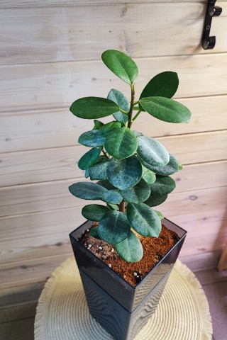 lanaVi в LOOKY. #ficus. #ficus
Формоза Кокет...