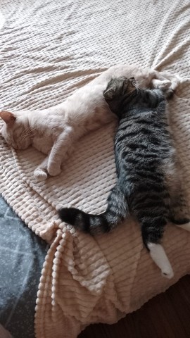 zyzyl_3 в LOOKY. . Тихий час у котиков ...