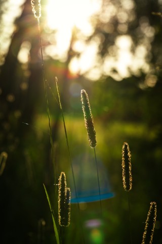 poboruev_landscape в LOOKY. #природа,#закат,#рассвет,#лето,#зелень,#трава,#свет,#тепло. Вечерние прогулки......