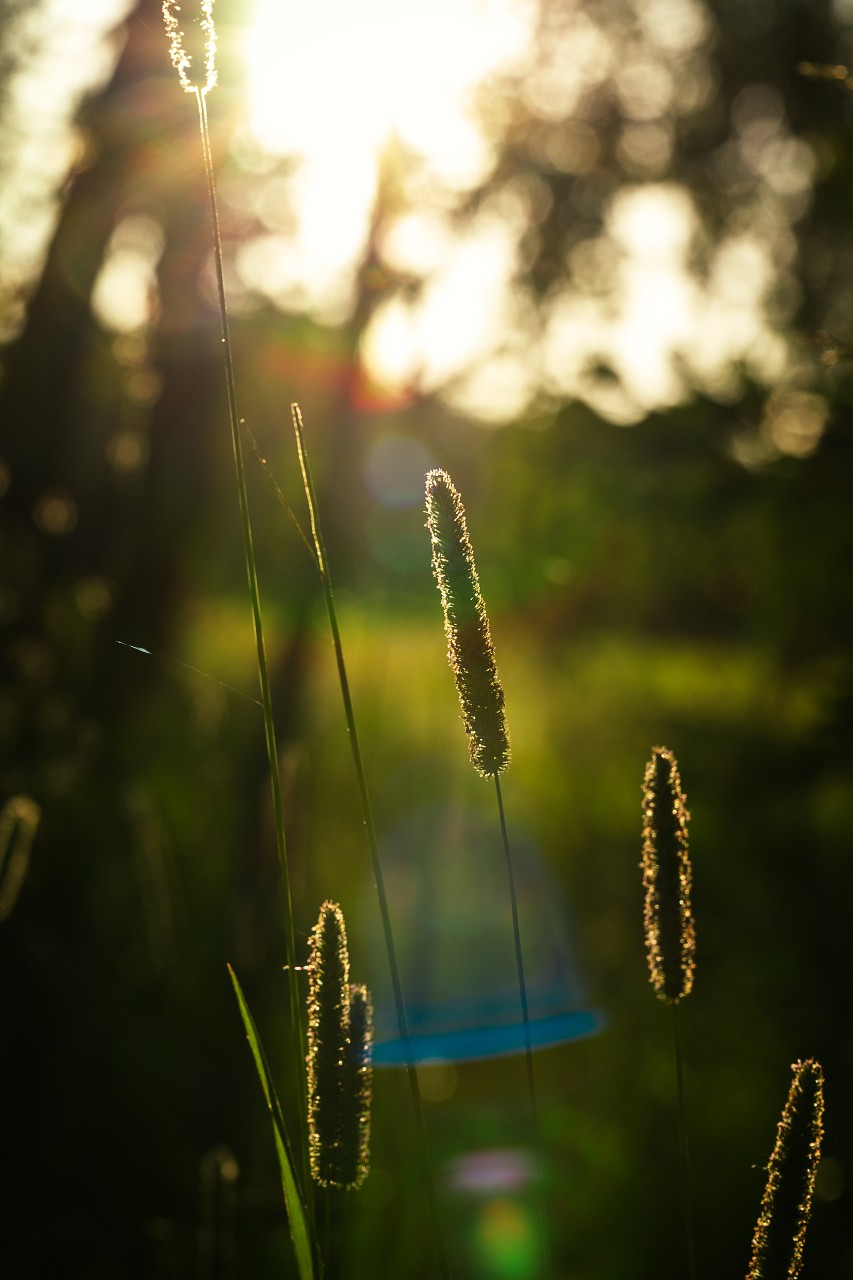 poboruev_landscape in LOOKY