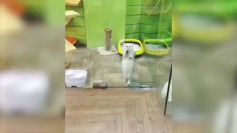kudesnik83 в LOOKY. #cats,#kittens,#funnycats,#funnypets,#catvideos,#catcomedy,#catsofinstagram,#catlovers,#catfunny,#catadventures. Purrfectly Adorable:...