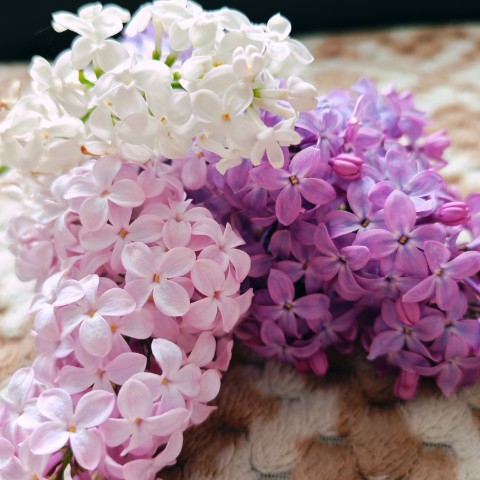 Mari Erne в LOOKY. #русая#сирень. Как же я люблю сирен...