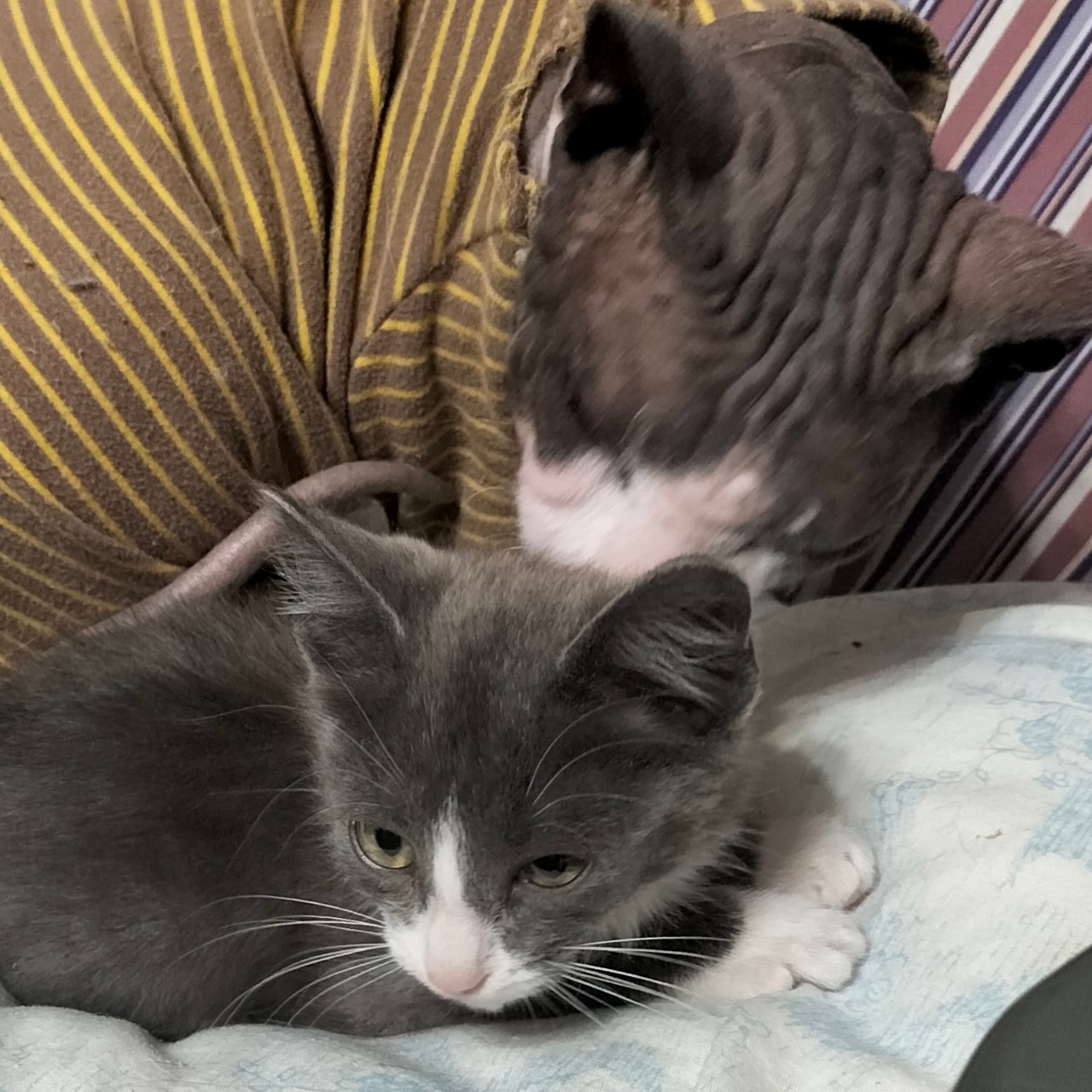 PetsStalkerS in LOOKY. #котики,#милота. Доброго вечера! У на...