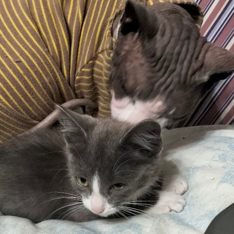 PetsStalkerS в LOOKY. #котики,#милота. Доброго вечера! У на...