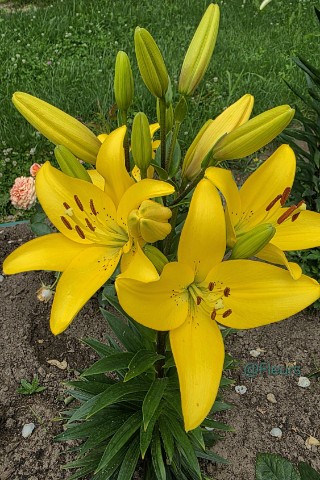 Fleurs в LOOKY. #желтаялилия,#лилиивсаду,#летнеенастроение,#цветыдлядуши,#природакрасота,#садовыецветы,#солнечныйдень,#лилия,#лилии,#желтыецветы,#looky_official,#looky_контент,#looky_цветы. Солнце, которое можн...