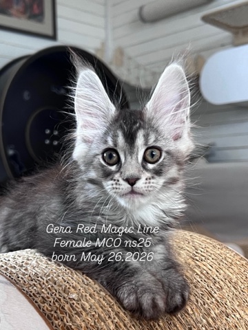 elena.vishneva в LOOKY. #redmagicline,#silvermainecoonkitten,#mainecoonkitten,#котёнокмейнкун,#питомникмейнкуновмосква. Серебряная Принцесса...