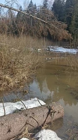 perederzhka_cat в LOOKY. . Весенняя весна.
Соба...