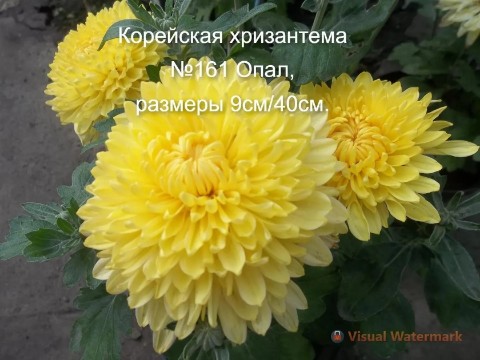svetlanaklimenko603te9ps1k в LOOKY. . Принимаю заказы на в...