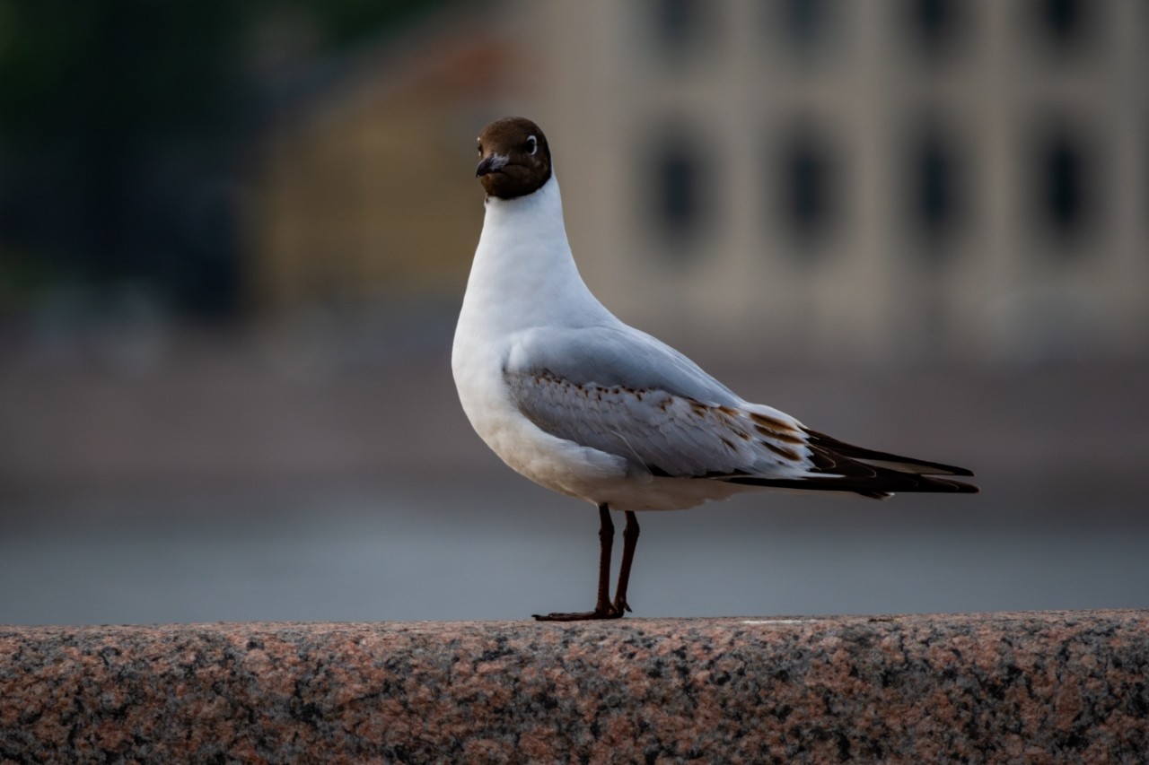 Белоус Макс в LOOKY — фото 5