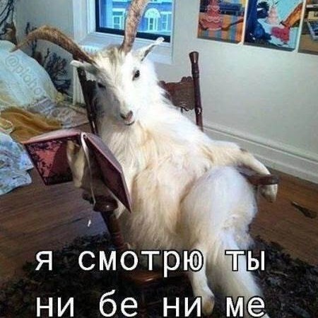 Лунный Енот в LOOKY — публикация
