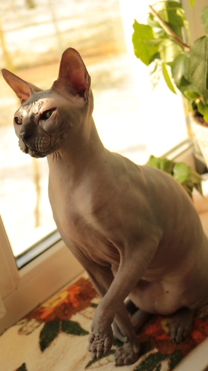 Looky_1694343410999 в LOOKY — Сама серьёзность. [#кот](кот) [#котики](котики) [#сфинксы](с