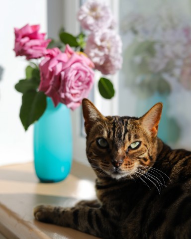 Наталья в LOOKY. #бенгальскаякошка,#кошка,#жизнькота,#bengalcat,#bengal,#cat. #бенгальскаякошка #к...