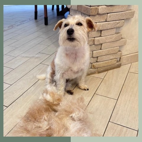 mariya.groomer в LOOKY. #джекрассел,#джекрасселтерьер,#триммингджекрассела,#триммингджека,#триммингджекрасселтерьера,#тримминг,#домашниеживотные,#питомец,#животные,#собаки,#пёсик,#санктпетербург. Лорик😍

🐾тримминг
...