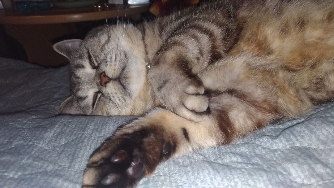 [#котартуртутглавный](котартуртутглавный) [#котартур](котартур) [#котикиправятмиром](котикиправятмиром) 
