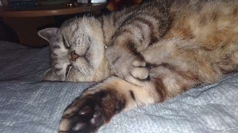 artur_khv в LOOKY. . [#котартуртутглавный...