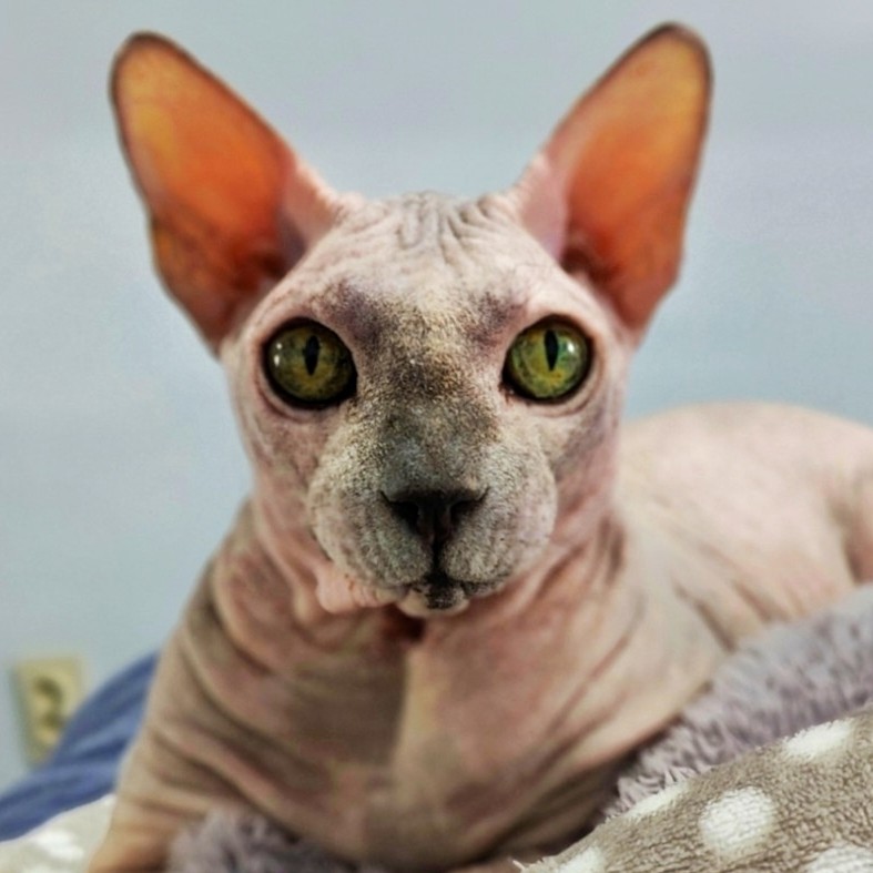eva_sphynx_cat в LOOKY — фото 2