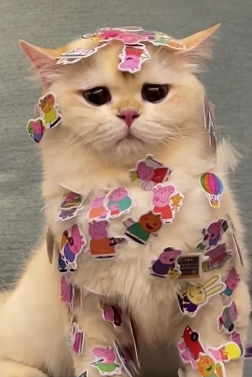 Ymenyalapki в LOOKY — 🐾 я вам что - шутка? 💗💕
[#котики ](котики)