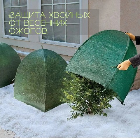 starskara в LOOKY. . Защита хвойных от ве...