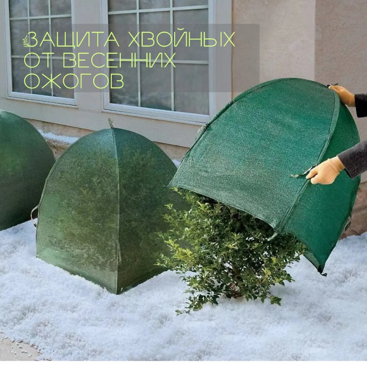 starskara в LOOKY — Защита хвойных от весенних ожогов. 

Дорогие друзья, скоро н