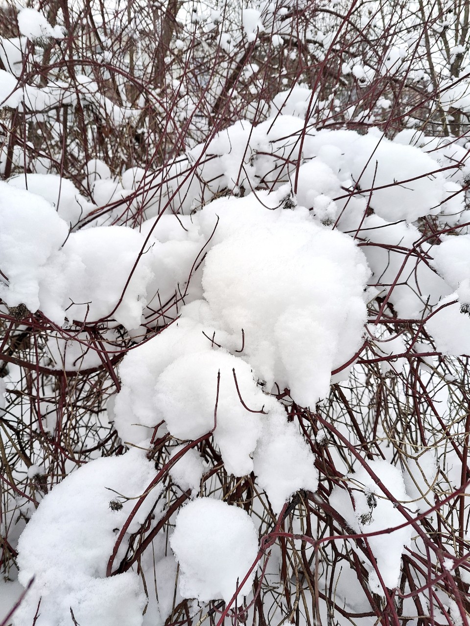Виктор in LOOKY. #зима
#карелия,#karelia,#karjala,#живувкарелии,#природа,#природакарелии,#photonature,#naturephoto
#looky,#looky_official,#LOOKY_контент,#looky_you,#you,#looky_топ. ❄️Карелия🌲Karjala❄️...