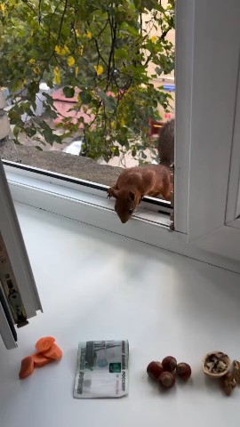  в LOOKY — очевидно, что проблема выбора существует!