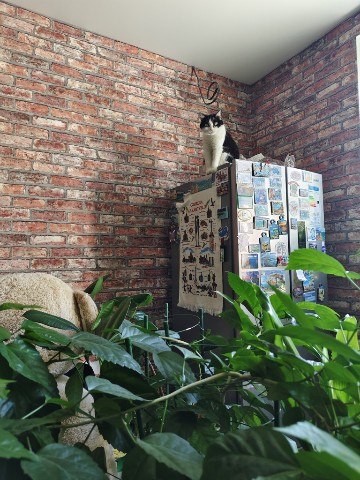 Юрист Светлана Рощупкина в LOOKY. #кошказина,#безкотаижизньнета,#домашниеживотные,#кошечкамоя,#люблюкошек😻. 👑 Зина — Королева в...