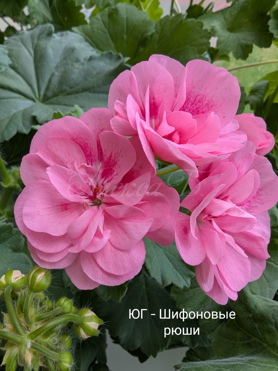 #ЮГ_шифоновые_рюши
Только начал цветение молодой кустик ЮГ -Шифоновые рюши
Любимка моей коллекции 😍
Молодое растение с большим потенциалом.
Изначально кустик требует небольшой прищипки.
Растет компактным, зацвел без проблем. Цветочки открывает неспешно. Ничего не отсушил. Сложение лепестков очень красивое. Цвет розовый.
Сидит в объёме 1,5 литра на западном окне. Думаю, этого объёма ему достаточно.
Отлично подойдёт для подоконника.
Рекомендую в каждую коллекцию 👍
#пеларгония #пеларгонии
#юг_сорта #герань #сортовые_пеларгонии #комнатные_цветы #апеларгонии 
#сортовые_герани #цветущие_цветы 
#цветок
[#looky_топ ](looky_топ)[#looky ](looky)[#looky_контент ](looky_контент)[#looky_блогер ](looky_блогер)