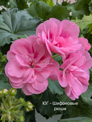 Алекса3105 в LOOKY. #ЮГ_шифоновые_рюши,#пеларгония,#пеларгонии,#юг_сорта,#герань,#сортовые_пеларгонии,#комнатные_цветы,#апеларгонии,#сортовые_герани,#цветущие_цветы,#цветок. #ЮГ_шифоновые_рюши
Т...