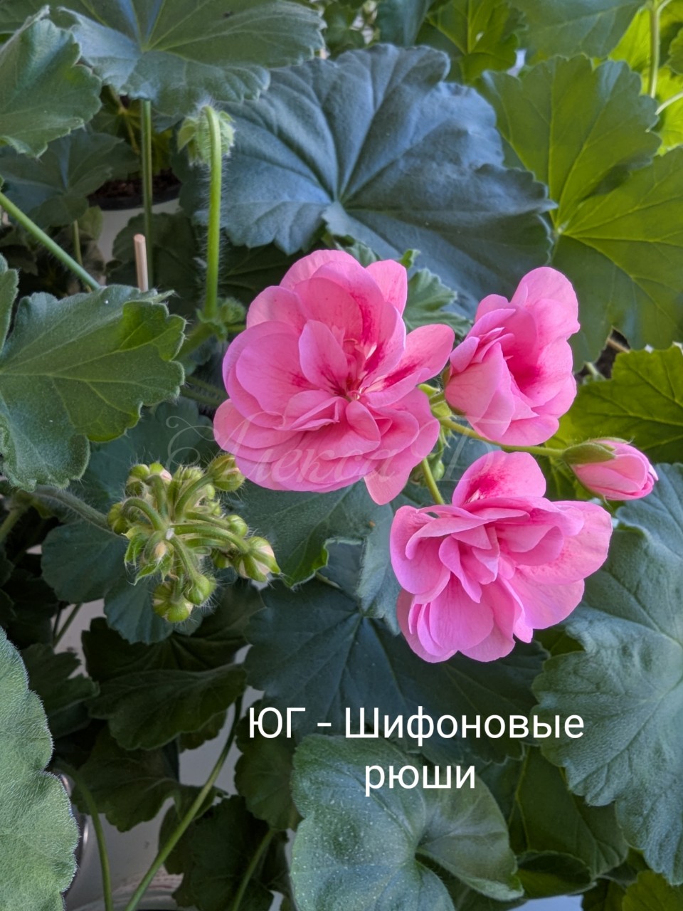 Алекса3105 в LOOKY — фото 3
