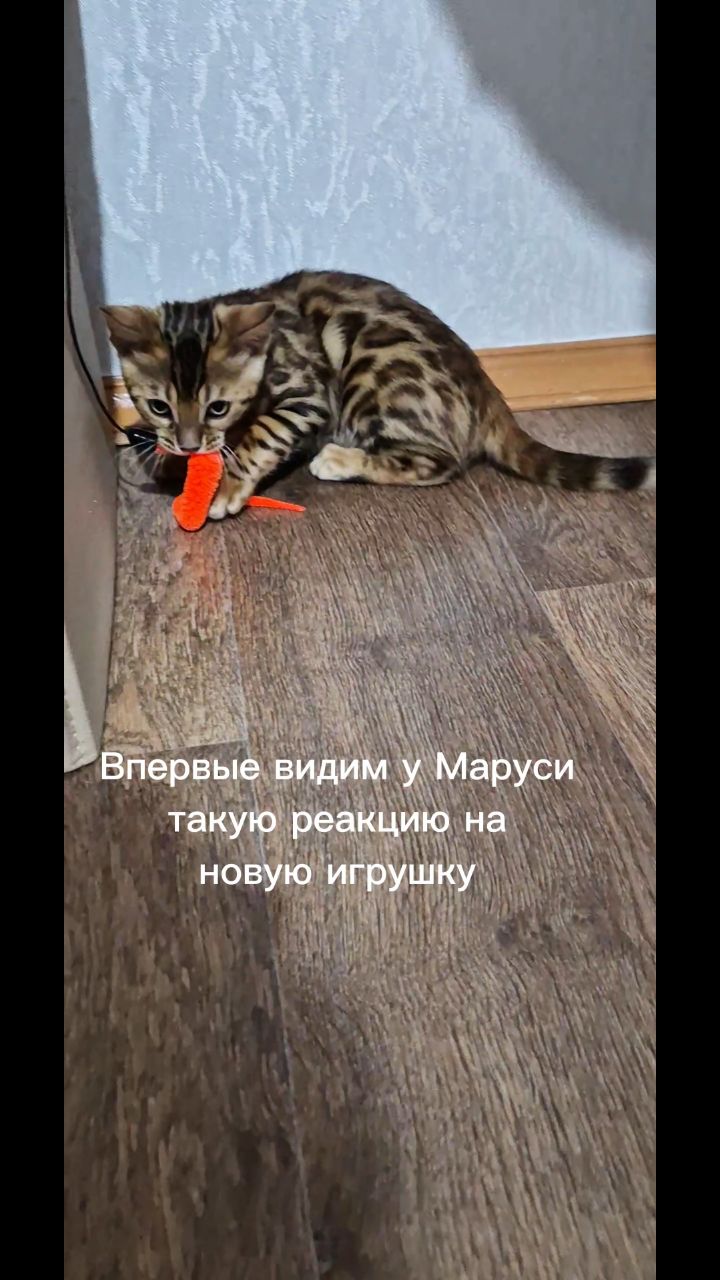 Мышка Муся и Маруся в LOOKY. #кошки,#котики. #кошки #котики [#бен...