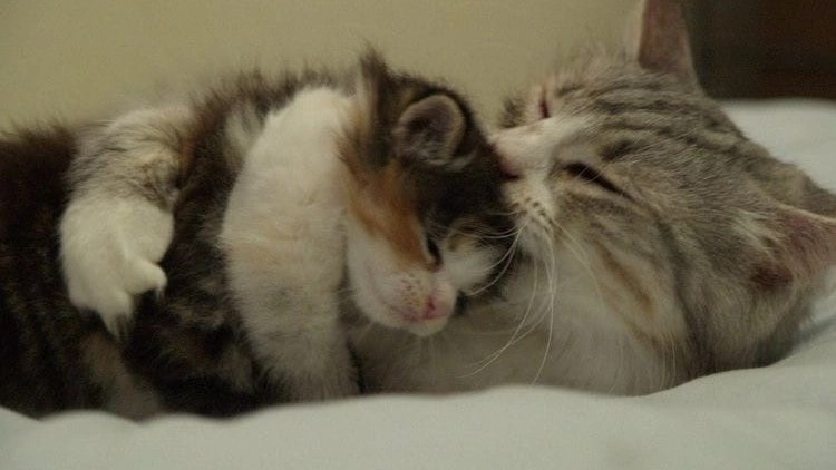 Доброй ночи ❤️ [#добройночи ](добройночи)[#ночь ](ночь)[#сон ](сон)[#время ](время)[#любовь ](любовь)[#рек ](рек)[#рекомендации ](рекомендации)[#looky ](looky)[#rek ](rek)[#repost ](repost)[#reels ](reels)[#love ](love)[#like ](like)[#live ](live)[#life ](life)