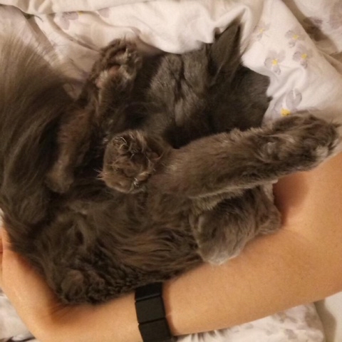 PetsStalkerS в LOOKY. #котики,#интересные. «Да, удобно» :-) Ест...